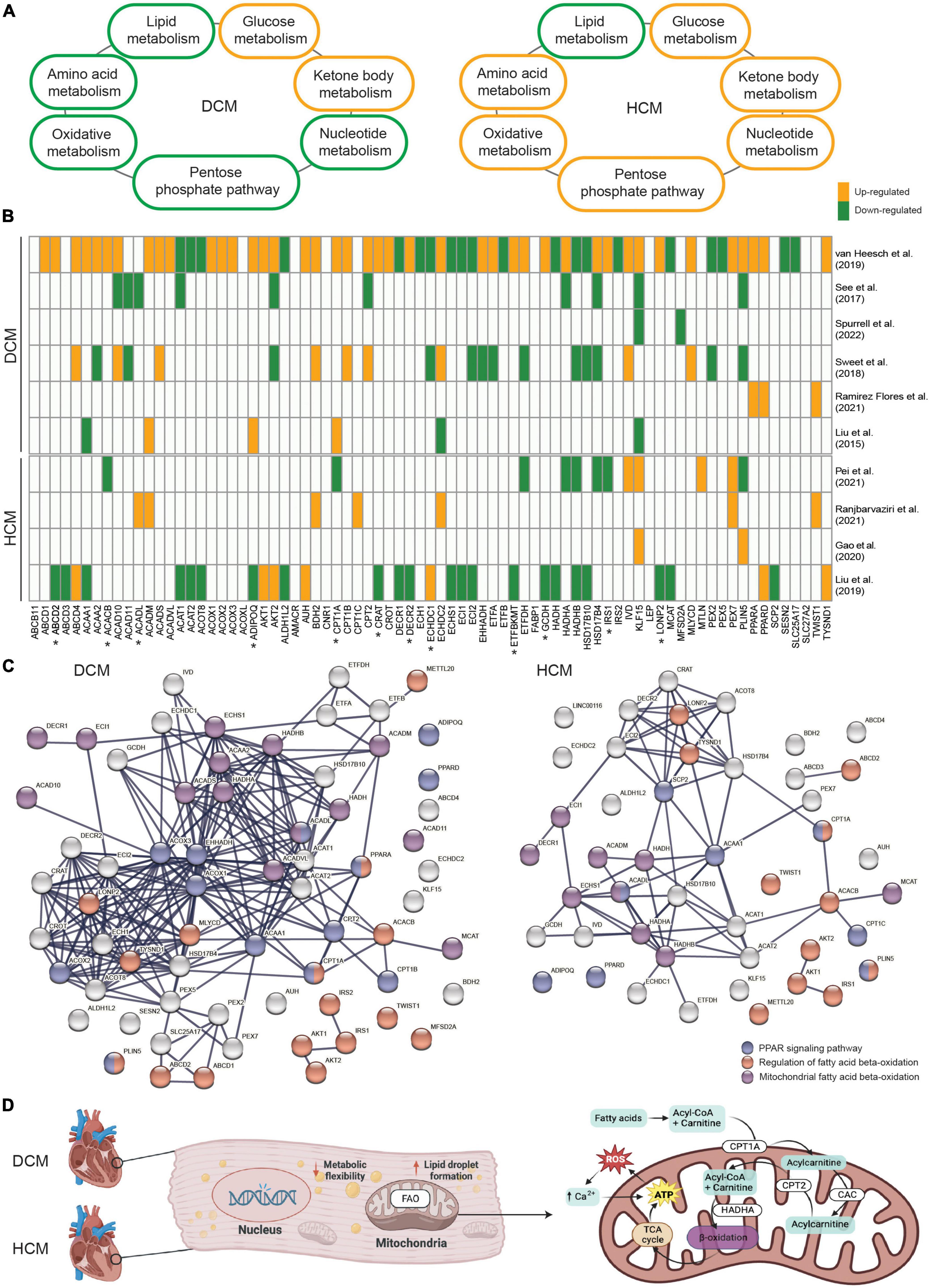 Targeting lipid metabolism as a new therapeutic strategy for inherited cardiomyopathies